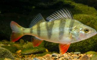 Рыбы наших водоемов Речные рыбы и их названия