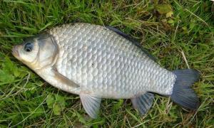 What does crucian carp look like, where does it live and what does it eat?