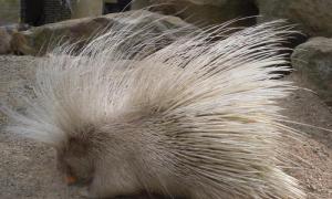How many years do porcupines live